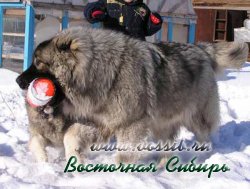 кавказская овчарка Важный из Восточной Сибири