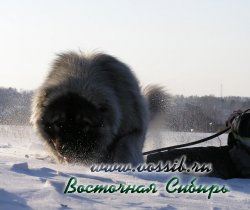 прогулка, кавказская овчарка Генерал из Восточной Сибири