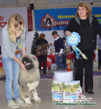3-4.12.2016 г. 2 выставки собак ранга КЧФ кавказская овчарка