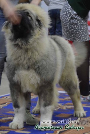 3-4.12.2016 г. 2 выставки собак ранга КЧФ кавказская овчарка