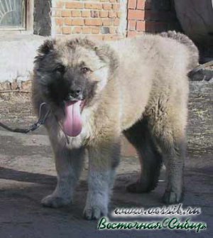 Ахтара из Восточной Сибири 6 месяцев