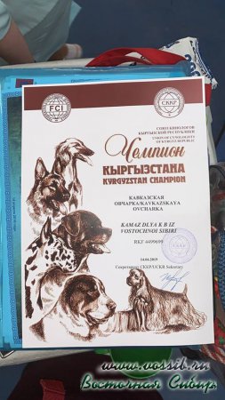 13 и 14.04.2019  г. Бишкек, Кыргызстан прошли Интернациональные выставки собак 'СОЗВЕЗДИЕ АЗИИ-1 и 2